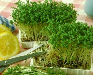 Кресс салат. Выращивание в домашних условиях